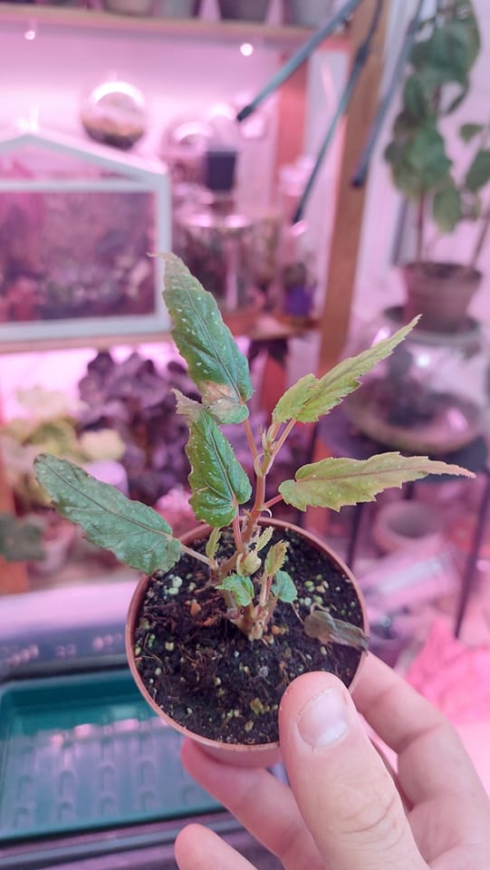 Begonia taiwaniana
